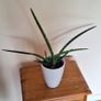 Healthy Sansevieria Cylindrica (African Spear) in Ceramic Pot Image 4