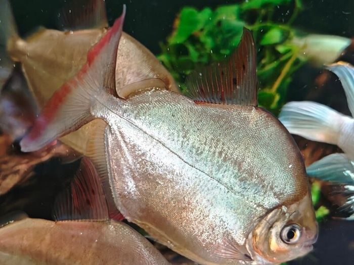 6 breeding silver dollars fish
