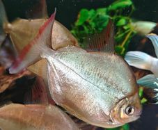 6 breeding silver dollars fish