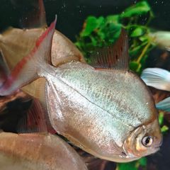6 breeding silver dollars fish