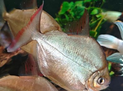 6 breeding silver dollars fish