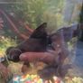 Fish tank with fishes and accesories. Image 2