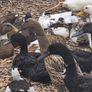 ducks Image 2