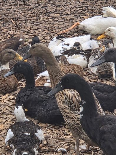 ducks