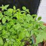 plant raspberry seedlings, blackcurrant, wild garlic Image 3