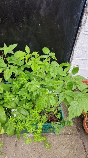 plant raspberry seedlings, blackcurrant, wild garlic