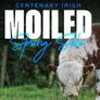 Pedigree Irish Moiled heifer Image 4