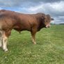 Bull Image 3