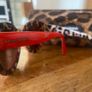 Genuine Dolce and Gabbana Red Leopard Print Sunglasses Image 3