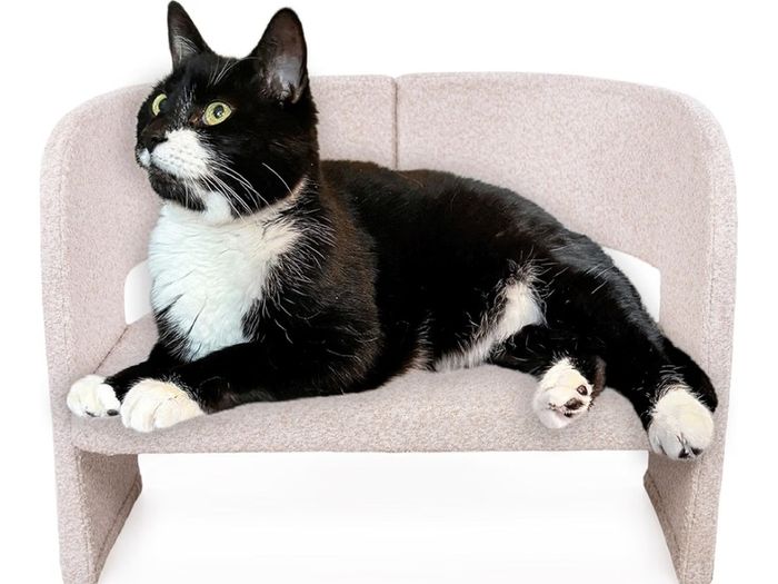 Cat Armchair