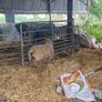 Ewe Lambs Image 7