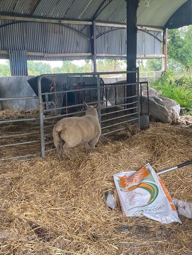 Ewe Lambs