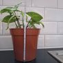 Home plant Image 2