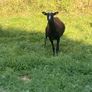 Zwartbles Ewes Image 6