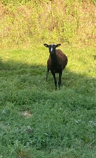 Zwartbles Ewes