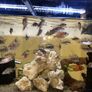 aquarium Image 10