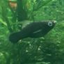 fish Image 3