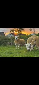 Pedigree shearling rams