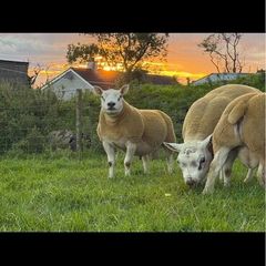 Pedigree shearling rams