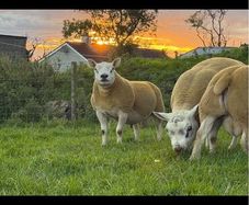 Pedigree shearling rams