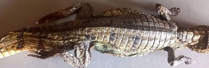 Crocodile taxidermy