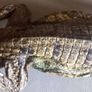 Crocodile taxidermy Image 6