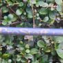Wilson Prostaff Sand Wedge Ladies Graphite Right Handed Image 3