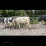 4 Belgian Blue in calf Heifers Image 7