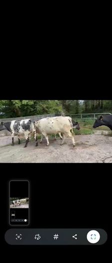 4 Belgian Blue in calf Heifers