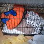 small dog cage Image 2
