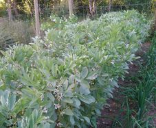 Broad Bean 'Black Russian' Irish Seeds