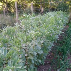 Broad Bean 'Black Russian' Irish Seeds