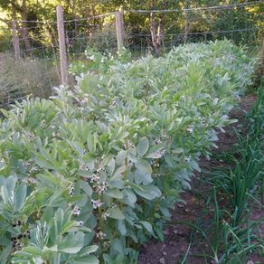 Broad Bean 'Black Russian' Irish Seeds