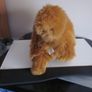 Harry Potter Crookshank Cat Plush soft toy Warner Bros Image 3