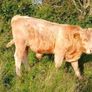 Calves Image 2