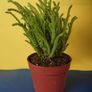 plants Image 2