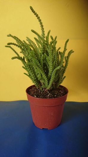 plants
