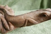Unusual hand carved wooden lizard on exotic tree branch