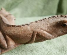 Unusual hand carved wooden lizard on exotic tree branch