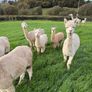 Alpaca Image 7