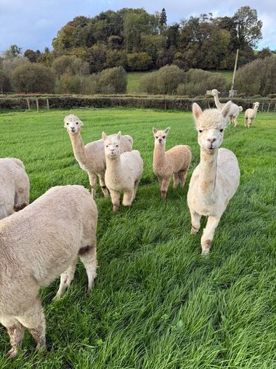 Alpaca