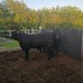 Aberdeen Angus Bulls Image 4