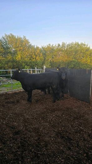 Aberdeen Angus Bulls
