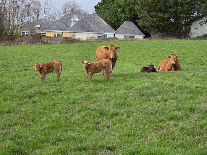4 Pedigree Limousin Bulls