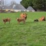 4 Pedigree Limousin Bulls Image 8