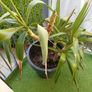 small palm tree potted for sale Image 2
