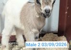Pygmy Goats