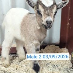 Pygmy Goats