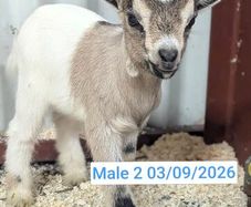 Pygmy Goats