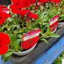 Summer Bedding, Trailing Plants Image 2